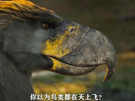 它叫骇鸟,也叫泰坦巨鸟,但科学家更喜欢叫它恐怖鸟! #科普一下 #骇鸟 #恐怖鸟 #科普 #抖音精选