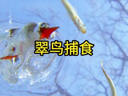 高清记录翠鸟捕食瞬间。#翠鸟 #鸟类 #鸟类实拍