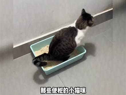 灰白花猫在猫砂盆里,这动作太搞笑啦! #搞笑猫咪 #有趣的动物