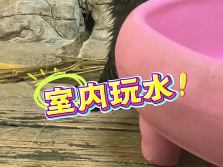 12.23 妹猪内场泡澡玩水,今天阿津回来,妹猪必须要作妖#大熊猫妹猪 #妹猪泡澡 #妹猪玩水 #动物的迷惑行为 #原创拍摄