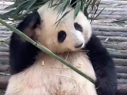 花花不适合野外,竟跟干妈园润传授的三大技能相关,真是学废了 #大熊猫和花 #熊猫花花 #大熊猫园润 #熊猫 #花花