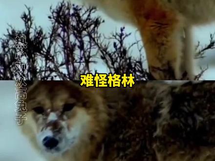 格林:没有我这个家可怎么办呦!#格林#李微漪亦风#重返狼群#搞笑#抽象