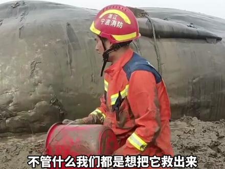 消防员们为救抹香鲸变成“泥人”,“不管怎么样都要把它救出来!”(来源:杭州日报)#浙江dou知道 #消防员 #救援现场 #鲸鱼