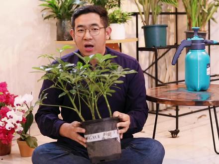 鸭脚木怎么养?园艺师教你,鸭脚木的详细养护技巧#养花