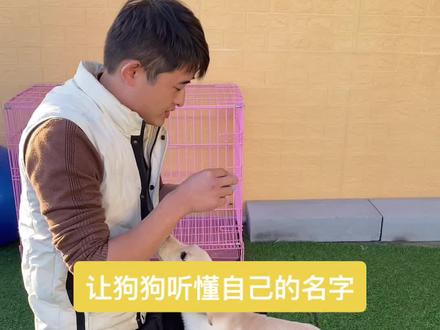 想半天给狗狗起了一个心仪的名字 结果怎么喊它 就是不理它 那怎么行 先从听懂名字开始#萌宠 #萌宠出道计划 #拉布拉多幼犬 #狗狗训练