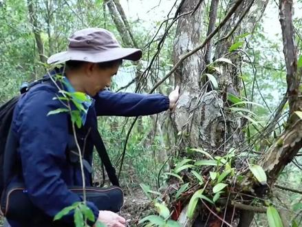 最初仅在重庆发现1棵,曾被认为是外来物种,专家花10年证实不是#重庆#南川木波罗#植物#科普