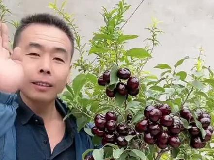 俄罗斯八号车厘子#俄罗斯八号樱桃苗 #果树种植 #基地直发 #抖音小助手