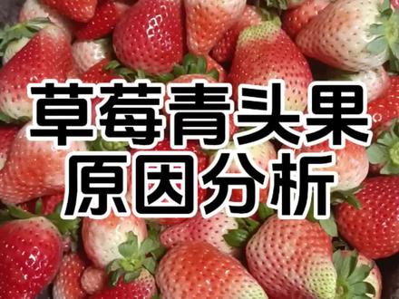 草莓青头果原因分析#草莓🍓 #抖音助农 #新农人计划