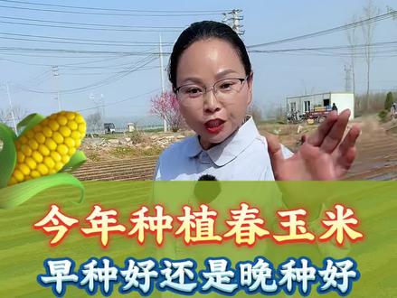 玉米种植 今年种春玉米,是早种好还是晚种好#三农 #农业种植 #玉米种植 #玉米底肥 #玉米