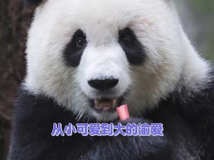 根本拒绝不了又美又飒的渝爱#大熊猫 #渝爱 #大熊猫渝爱 #神奇动物在抖音 #可爱到爆炸💥