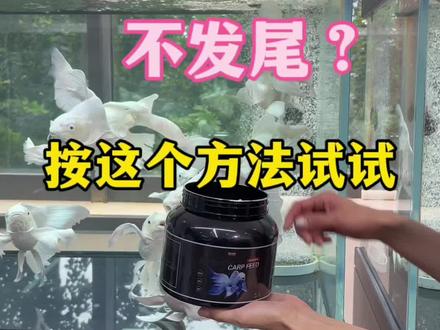 #蝴蝶鲤怎么养 蝴蝶鲤喂的很多,但不长个不发尾,看看是不是饲料选错了#蝴蝶鲤