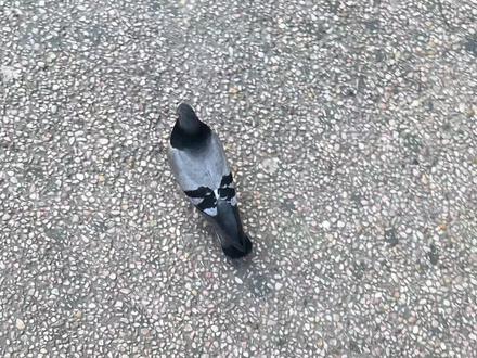 跟踪挑战 #挑战 #挑战跟踪一只鸽子 #随拍 #神奇动物在抖音