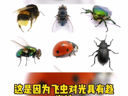 为什么小飞虫总爱在灯光下飞来飞去?#飞虫 #广元除飞虫公司 #除四害公司 #广元消毒杀菌除虫公司 #广元灭老鼠