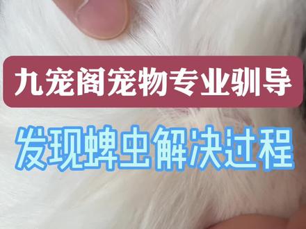 夏季狗狗容易生蜱虫,特别是草地和树丛里,发现蜱虫及时清理,自己动手,快速解决。#边境牧羊犬 #宠物引导师 #宠物上门驯导 #宠物远程驯导