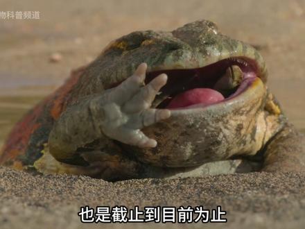 地球上体型最大的蛤蟆 恶魔角蛙 #动物世界