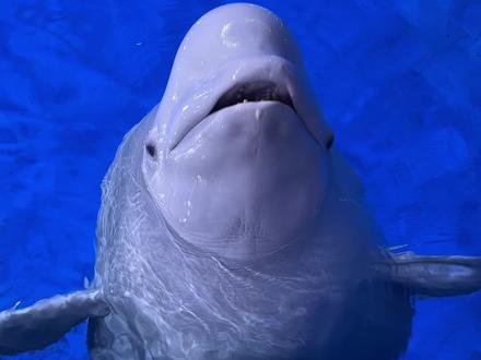 白鲸天敌之一北极熊!#白鲸吃鱼 #神奇动物在抖音 #海洋生物