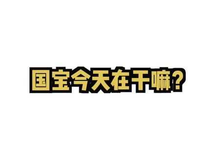 三熊一台戏,妮可像老大又像傻大个儿#大熊猫 #熊猫
