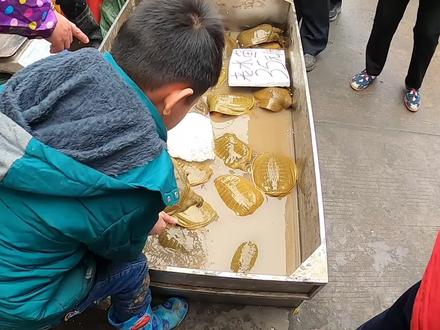 8岁小孩摆地摊卖甲鱼,现场教导如何挑选甲鱼,公的甲鱼更值钱? #乌龟