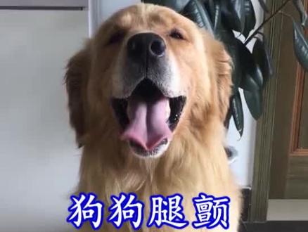 #高手才敢这么玩 解析狗狗腿颤的原因!@抖音小助手