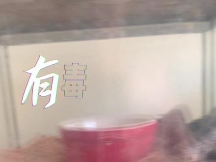 #宠物蛇#加州王蛇 #胆小勿进 胆小勿入!!!