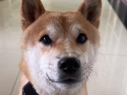 银豆家里坐月子,带金豆出去玩,不然金豆抑郁了 #养狗人的乐趣 #柴犬崽崽 #柴犬#狗抑郁#真实生活记录