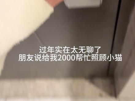 过年太无聊了赚点压岁钱#铲屎官的乐趣 #过年猫咪独自在家 #vlog十亿流量扶持计划