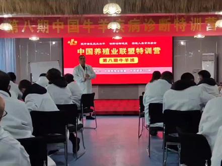 牛羊肺发白,怎么回事?#牛羊养殖 #养牛#养殖业联盟特训营 特训营