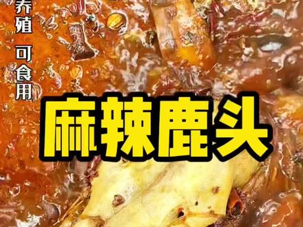 在养殖场掂回来一只鹿头、煮一锅麻辣鹿头、炖的软烂脱骨,色香味俱全、简直太香了!#乡村守护人 #2022新农人计划 #我的乡村生活 #新农人计划 #鹿头