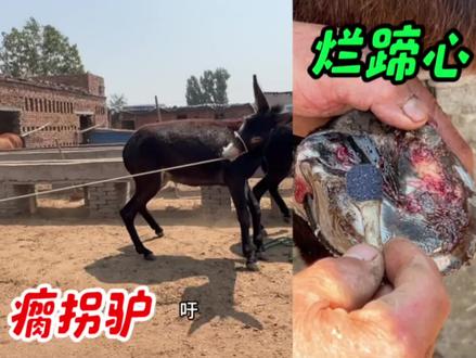瘸腿驴蹄心溃烂难行走,老手艺彻清烂肉,修完健步如飞真舒服! 这头驴蹄心溃烂严重,腿瘸得路都走不了,看着实在让人心疼。老师傅冒着被踢伤的风险上手修蹄,仔细剔除烂肉、修整蹄形,一套祖传手艺下来,驴当场就能稳稳迈步,健步如飞的样子超治愈,暖心又解压!#修毛驴蹄子#解压#三农#手艺人#原创