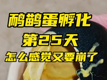 大事不妙啊!
怎么感觉这次鸸鹋蛋又要崩盘了啊啊啊#麦芽带个娃 #鸸鹋蛋 #鸸鹋蛋孵化 #澳洲鸵鸟 #人工孵化