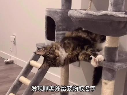 以后我家宠物就叫大郎或者金莲#vlog我的日常 #新西兰 #治愈 #缅因猫