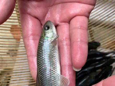 华鲮青龙棒。 容易养。经济价值高
