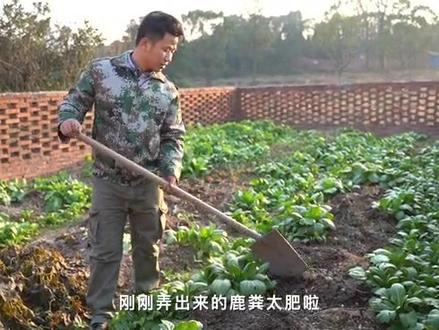 #梅花鹿 粪便大用处不羡慕城市繁华,亨受农村的宁静,与鹿为伴。你想来吗#原生态乡村生活