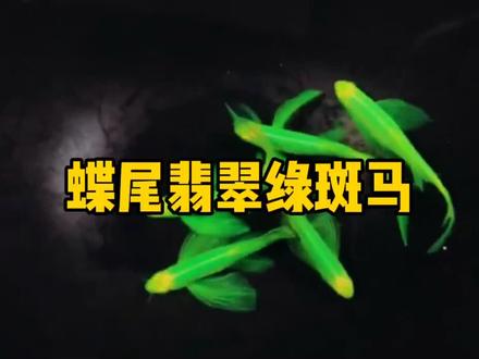 #养鱼日记 #养鱼 #水族 蝶尾翡翠绿斑马,水中小仙女。