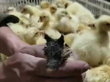 听说发第二遍会火