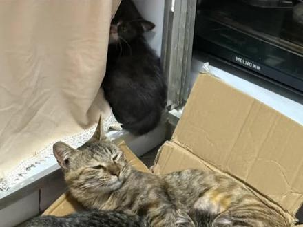 垃圾沟狸花一家 狸花妈妈走丢后续……其实救助流浪猫这件事不仅是视频里的人会攻击主包,还有很多私信,包括主包身边的人,家人,同事的嘲笑……即使我现在没有工作压力比较大一点,我都不在乎,我愿意帮助动物,愿意和动物在一起生活,我的愿望就是有一天我和我的30几个小流浪也可以有个院子有个草地生活,其实的谩骂我都不在乎…#流浪猫 #流浪猫救助#我和流浪猫的故事
