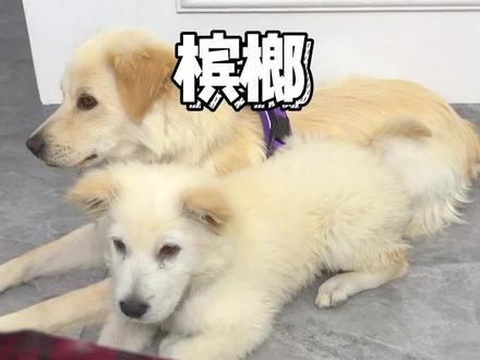 狗吃啥我吃啥#我和我的狗 #谁能拒绝会旺财的修狗 #狗吃啥我吃啥