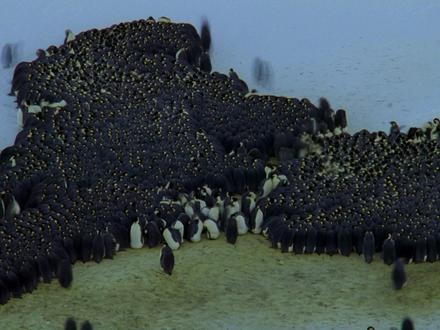 为抵御凛冽寒冬,五千只企鹅爸爸组建超级企鹅“QQ群” #南极洲 #动物科普 #帝企鹅 #抖音精选 #抖音硬核版