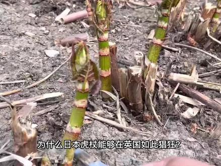 花63亿都无法消灭的日本虎杖,入侵多国,为何中国还要大量种植? #科普 #虎杖
