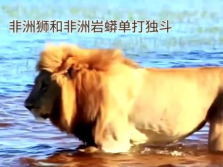 非洲狮力战非洲岩蟒#神奇动物在抖音 #雄狮 #猛兽 #巨蟒