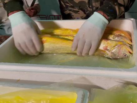 黄鱼身上的这个宝贝99%的人不知道#大黄鱼 #鱼胶 #花胶