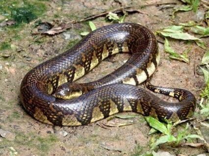 真正的水蛇来了!!!! 那晚安了宝宝(退出所有的聊天+手机静音+盖好孤独的被子+产生了一点负面情绪然后和自己和解+翻身+睡着了)#蛇蛇教 #蛇 #科普 #爬宠 #搞笑