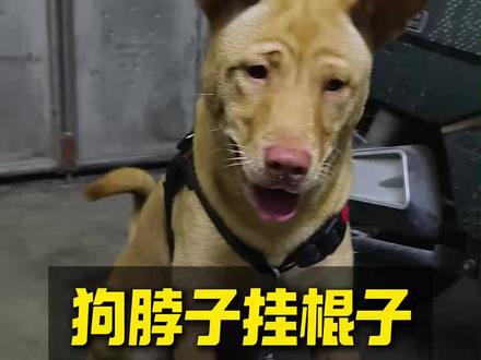 一根普通的棍子,就能制裁狗狗追车的行为#被这只狗笑死 #路狗