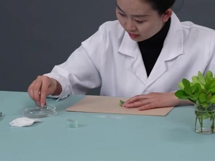 观察叶片的结构