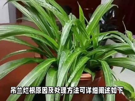 吊兰烂根原因及处理方法 #吊兰