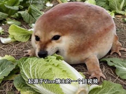 刀盾狗:我的刀盾??? #我的刀盾 #刀盾狗 #神奇动物在抖音 #动物科普 #猫meme