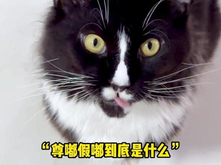 你们知道尊嘟假嘟是什么意思吗#猫咪 #还有这种操作