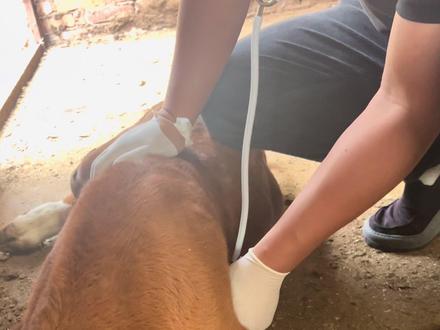 小牛疑难杂症治疗 #畜牧业#兽医#兽医日常