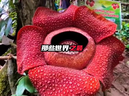 了解那些世界之最 #世界之最科普