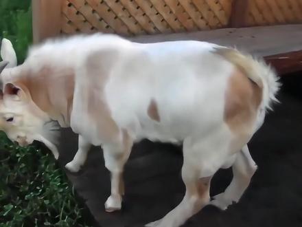 为什么咖啡因有毒,人类吃了却啥事没有? #咖啡 #咖啡因 #科普 #冷知识 #抖音年味新知贺岁